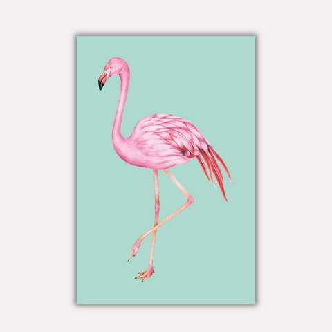 Animals & Wildlife - Flamingle